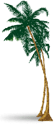 [PALM TREE]